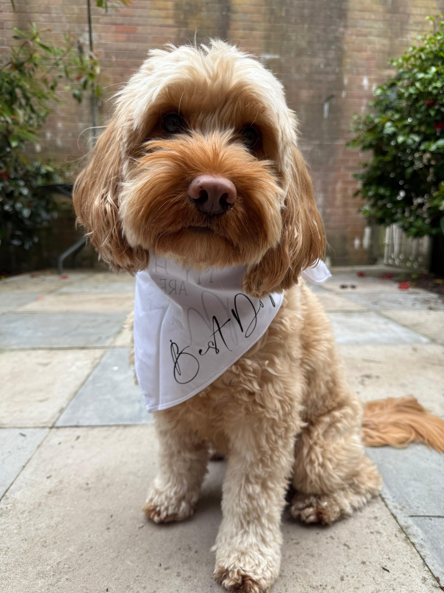 Personalised Dog Bandana/neck scarf