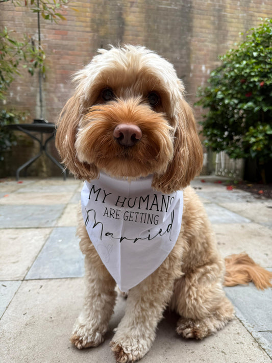 Personalised Dog Bandana/neck scarf